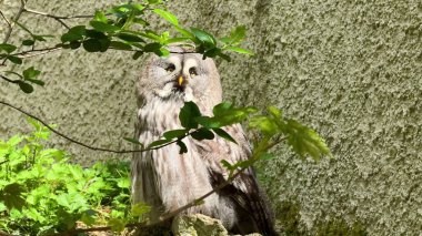 Gerçekten güzel bir baykuş, zarif bir şekilde canlı, yemyeşil bir ortamda tünemiş, saf zarafet sergiliyor.