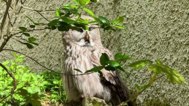 Yeşilliğe tünemiş çarpıcı bir baykuş, doğanın güzelliğini ve çevrendeki canlı yaban hayatını gözler önüne seriyor.