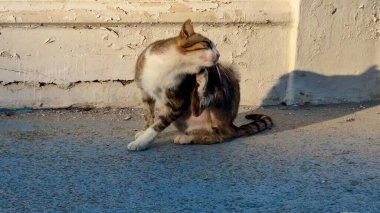 Çekici bir kedi, neşeli ve meraklı doğasını sergileyerek, nazik, sıcak güneş ışığında kendini mutlu bir şekilde temizler.