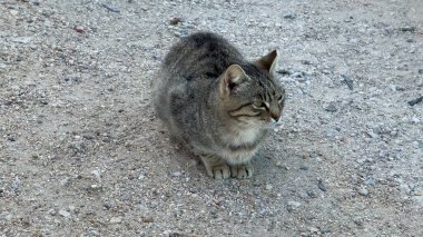 Şirin bir sokak kedisi sakince dışarıda poz verip sevimli ve sevimli bir tekir deseni sergiliyor.