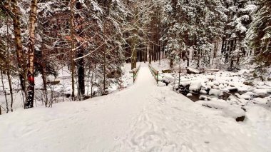 Huzurlu ve sakin karlı bir patika. Resimli ve sakin bir kış ormanı sahnesinde yavaşça yol alıyor.