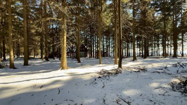 Huzurlu ve sakin bir kış ormanı sahnesi. Karlı bir manzarayla birlikte uzun, güzel ağaçlar sergileniyor.