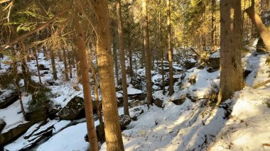 Güzel ve sakin bir kış sahnesi karla kaplı kayaları sergiliyor. Sakin bir ormanda ağaçlarla birlikte.