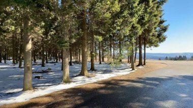 Huzurlu bir kış manzarası güzel, karla kaplı bir zemin, uzun, görkemli çam ağaçlarının yanında.