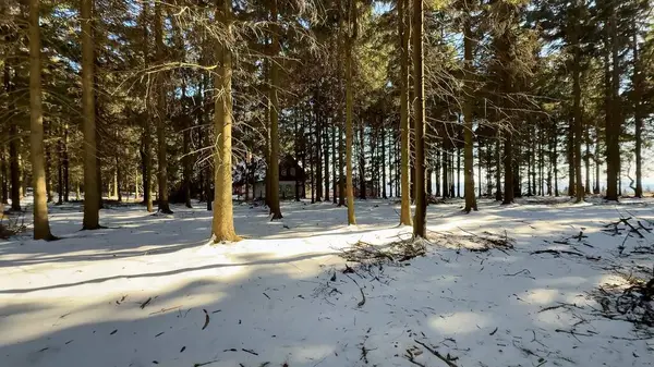Huzurlu ve sakin bir kış ormanı sahnesi. Karlı bir manzarayla birlikte uzun, güzel ağaçlar sergileniyor.
