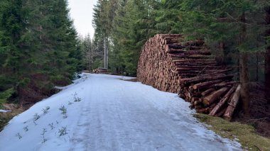 Huzurlu ve sakin bir kış ormanı yolu. Güzelce sergilenen odun yığınları. Etrafı kar ve yeşil ağaçlarla çevrili.