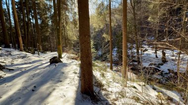 Güneşli ağaçların yanında karla kaplı güzel bir zeminin yer aldığı sakin ve huzurlu bir kış ormanı sahnesi.