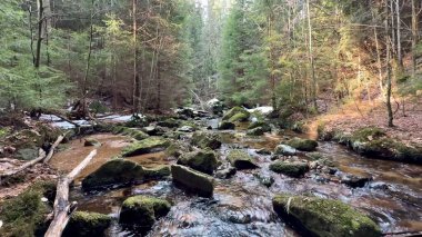 Bereketli bir orman boyunca akan sakin bir dere, Mosscovered kayalar ve güneş ışığı tepe örtüsünün içinden süzülüyor.