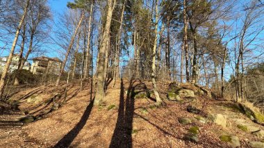 Büyüleyici bir orman manzarası heybetli ağaçlar, berrak gökyüzü ve çarpıcı doğal güzellikler.