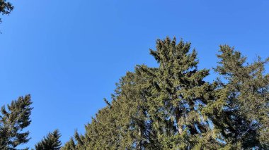 Parlak mavi gökyüzüne karşı duran canlı yeşil ağaçlar doğa severler ve manzara meraklıları için mükemmel..
