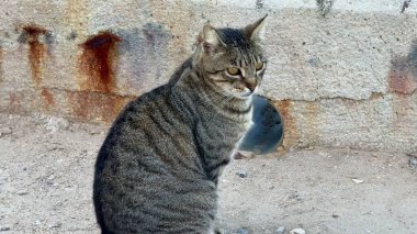 Düşünceli bir tekir kedi sessizce oturur, etrafa bakar ve çarpıcı, güzel çizgili kürkünü gösterir.