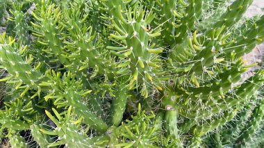 Kendine özgü dikenleri ve doğal ortamında zengin yeşil büyüyen canlı bir kaktüsün keşfi.
