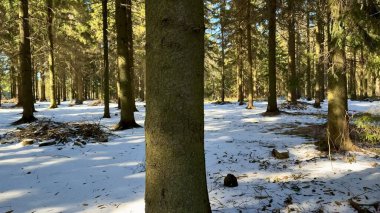 Huzurlu bir kış ormanı sahnesinde yerde yumuşak kar örtüsüyle çevrili uzun ağaçlar sergilenir.