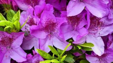 Nefes kesici ve görkemli bir göz kamaştırıcı mor açelyalar sıcak güneş ışığı altında canlı bir şekilde çiçek açıyor.