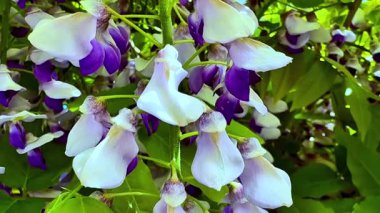 Göz kamaştırıcı mor ve beyaz çiçekler doğanın güzelliğinde canlı ve renkli bir görüntü oluşturuyor.