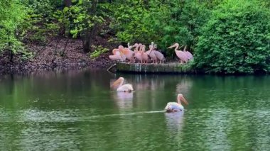 Güzel, sakin bir manzara pelikanların serinkanlı sularda süzülüşünü sergiliyor yemyeşil, canlı yeşillikler arasında.