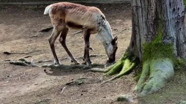 Yalnız bir ren geyiği, doğal ve canlı bir vahşi yaşam ortamında ağaç kökleri yakınında hassas bir şekilde yiyecek arar.