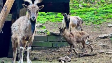Dağ keçileri habitatlarını yakından keşfeder, farklı özelliklerini ve benzersiz davranışlarını sergilerler.