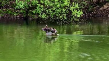 Görkemli bir pelikan sakin ve dingin sularda süzülüyor, yemyeşil, canlı yeşilliklerle çevrili.