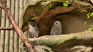 İki güzel baykuş rahat ortamlarında huzur içinde dinleniyor ve benzersiz desenlerini güzel bir şekilde sergiliyorlar.