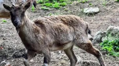Göz kamaştırıcı ve nefes kesici görüntüler, canlı ve canlı doğal ortamlarında dağ keçilerini güzel bir şekilde sergiliyor.