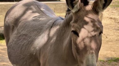 Nadir ve büyüleyici bir at türü doğal ortamında güzel ve görkemli özelliklerini sergiliyor.