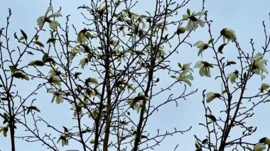 Manolya dalları güzel çiçeklerle bezenmiş, durgun mavi gökyüzüne karşı duruyor, baharın özünü yakalıyor.