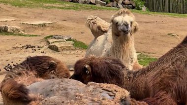 Büyüleyici bir manzarada, develer huzur içinde, büyüleyici sosyal etkileşimlerini ve doğal ortamlarını sergilerler.