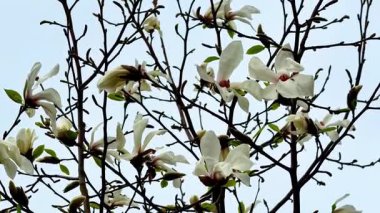 Zarif ve güzel beyaz manolya çiçekleri zarif bir şekilde dalların arasında masmavi bir gökyüzüne karşı gelişir.