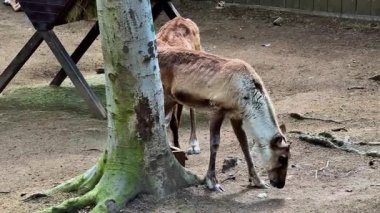 Gelin ve sakin ve huzurlu bir ortamda ren geyiklerini beslemenin ve onlarla etkileşimin büyüleyici deneyimini keşfedin.