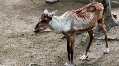 Yaralı bir ren geyiği, doğal ortamında ustalıkla geziniyor, hem direnç hem de hassasiyet gösteriyor.