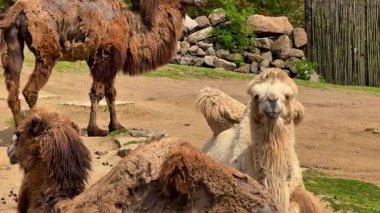 Bir grup Bactrian devesi, kayalık bir arka planda birlikte vakit geçirmenin keyfini çıkarıyor.