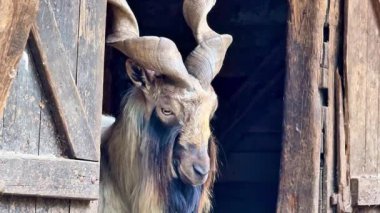 Etkileyici ve görkemli boynuzları olan çarpıcı derecede güzel bir keçi kırsal bir ahırda zarif bir şekilde duruyor.