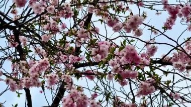 Göz kamaştırıcı ve nefes kesen kiraz çiçeklerinin parlak mavi gökyüzüne karşı güzel bir çiçek açması.