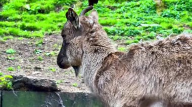 Görkemli bir dağ keçisi güzel bitki örtüsü ve faunayla çevrili yemyeşil bir ortamda zarifçe duruyor.