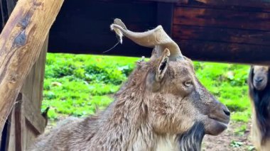 Etkileyici boynuzları olan bir dağ keçisinin nefes kesici görüntüsü. Huzurlu ve vahşi doğasında güzelliğini sergiliyor.