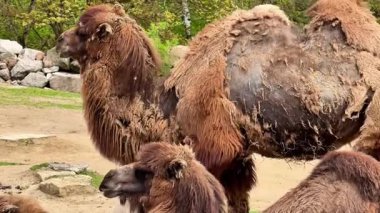 Develer canlı bitki örtüsü ve faunayla dolu yemyeşil bir ortamın tadını çıkarırlar.