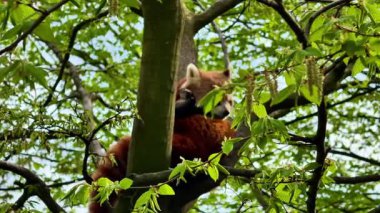 Huzurlu ve tapılası bir kırmızı panda, canlı yeşil gür yapraklarla çevrili, dayanıklı bir ağaç dalının üzerinde dinleniyor.