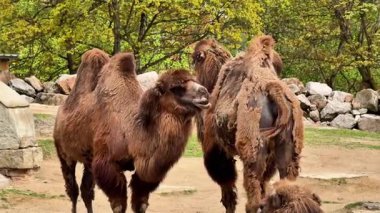 Develerin yemyeşil bir ortamda dolaşması büyüleyici bir manzara, benzersiz özelliklerini sergiliyor..
