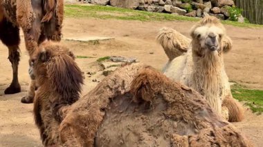 Güzel doğal ortamlarında huzur içinde uzanan develerin huzurlu ve pitoresk manzarası.