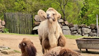 Canlı ve bereketli bir ortamda Bactrian develerinin huzurlu ve huzurlu yaşamlarını keşfetmek ve keşfetmek.