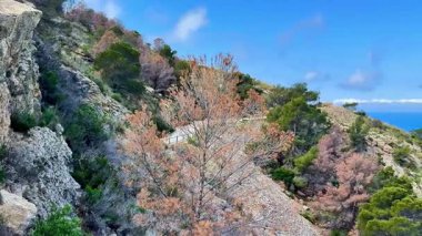 Kayalık kıyı şeridindeki dolambaçlı bir kıyı yolunun çarpıcı manzarası. Yakınlarda canlı bitki örtüsü gelişiyor.