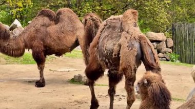 Üç Bactrian devesi doğal habitatlarında görülür, özgün iki hörgüçlerini titizlikle sergilerler.
