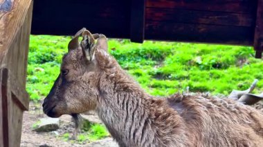 Görkemli bir dağ keçisi yemyeşil bir alanda huzur içinde otlar ve onun eşsiz özelliklerini detaylarıyla vurgular.
