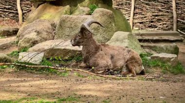 Bir dağ keçisinin, güzel doğal ortamının ortasında huzur içinde dinlendiği huzurlu bir an.