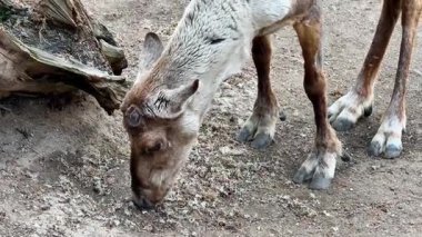 Bir ren geyiği yerde ve doğada yiyecek aramak için otluyor ve doğal çevresini keşfediyor.