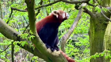 Bir ağaç dalına tünemiş kırmızı bir panda, yeşil yemyeşil yapraklarla çevrili, huzurlu bir doğal ortamda..
