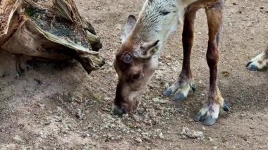 Vahşi bir hayvan, doğal ortamında yiyecek bulmak için dikkatlice yiyecek arar.