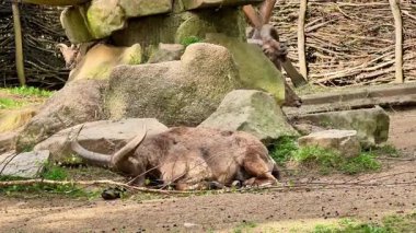 Dağ keçileri kayalık arazide huzur içinde dinleniyor ve doğal davranışlarını sakin bir ortamda sergiliyorlar.