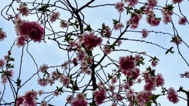 Şaşırtıcı derecede güzel pembe kiraz çiçekleri ilkbaharda açık mavi bir gökyüzüne hafifçe sallanıyor.